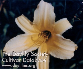 Daylily Libby Leone